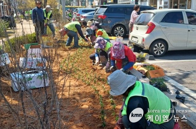 고양시 일산서구, 탄중로 녹지대 초화류 식재 완료